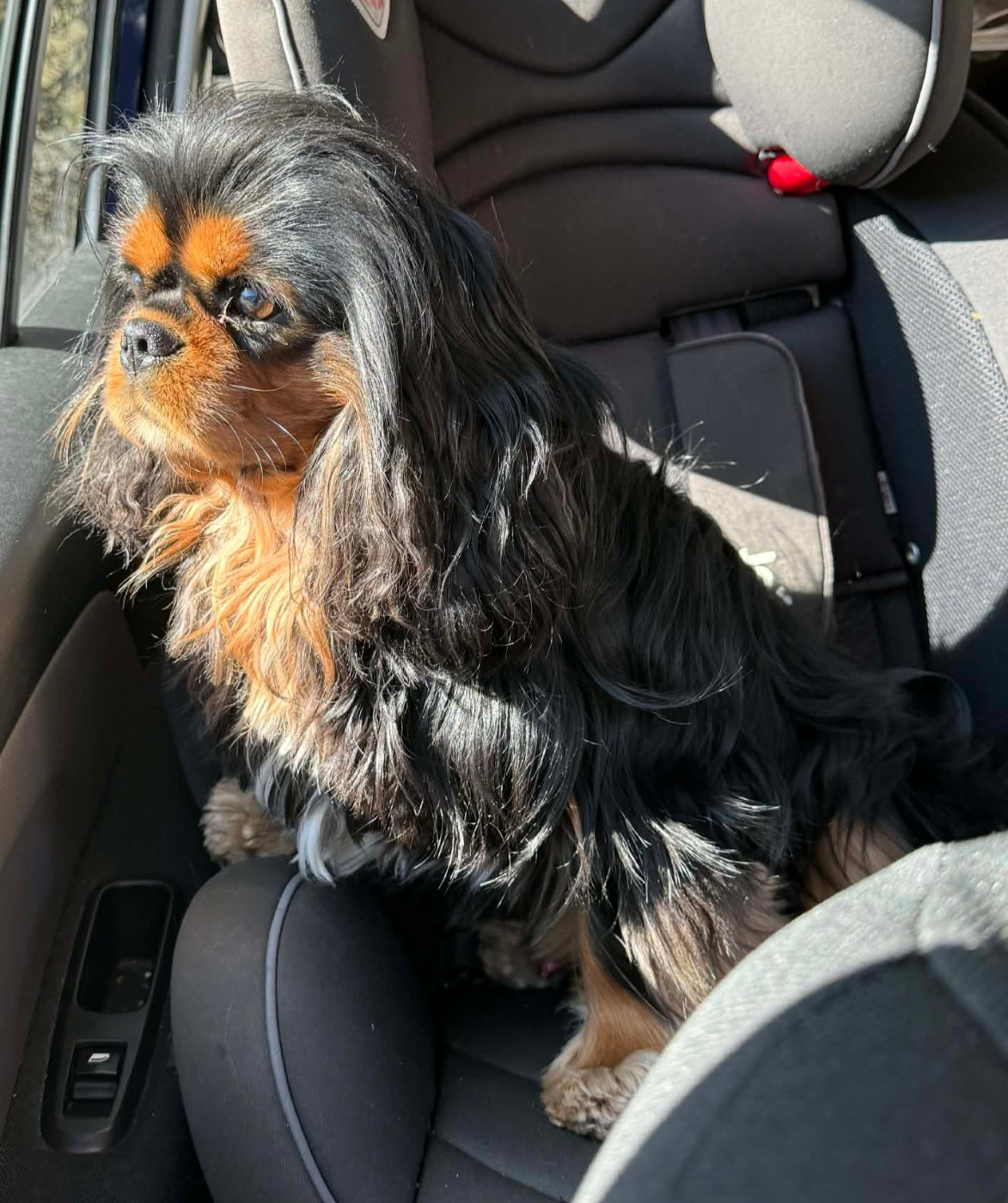  envouge bonitos campaneros