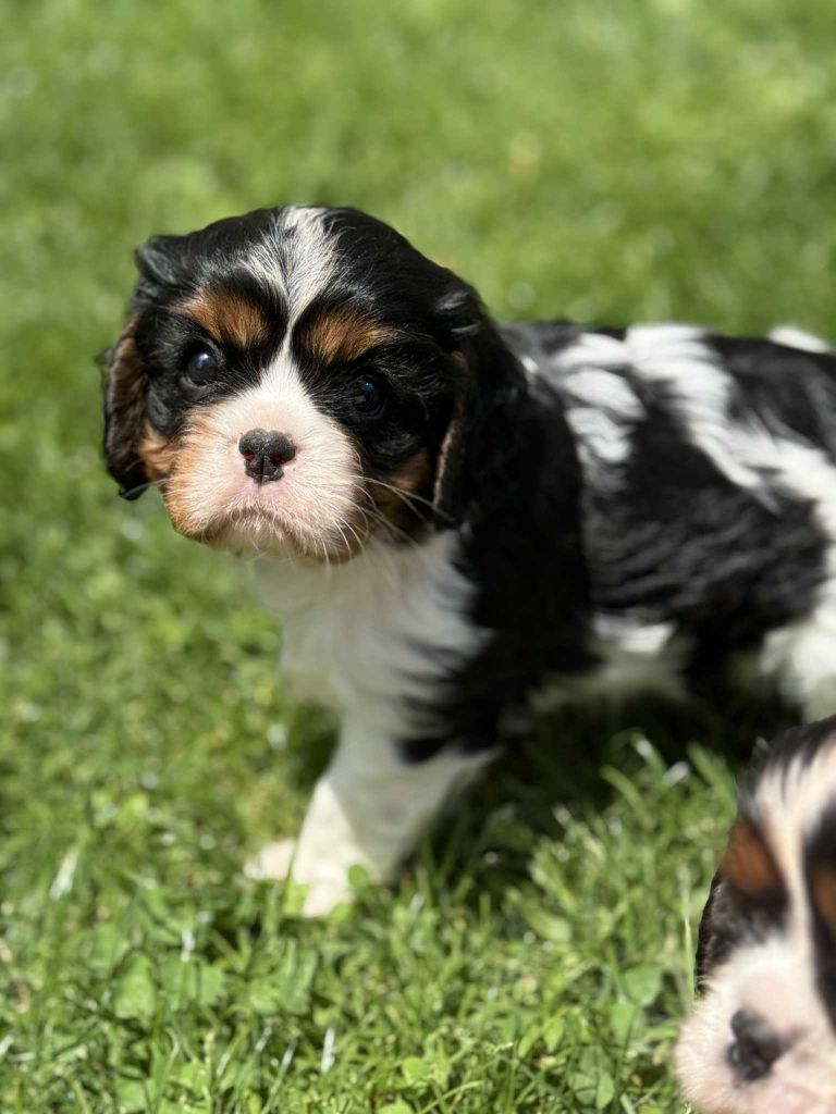 du Mont des Lauzes - Chiots disponibles - Cavalier King Charles Spaniel