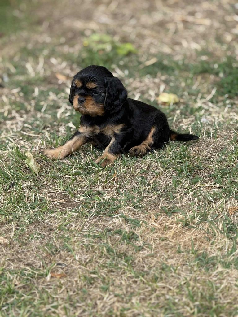du Mont des Lauzes - Chiots disponibles - Cavalier King Charles Spaniel