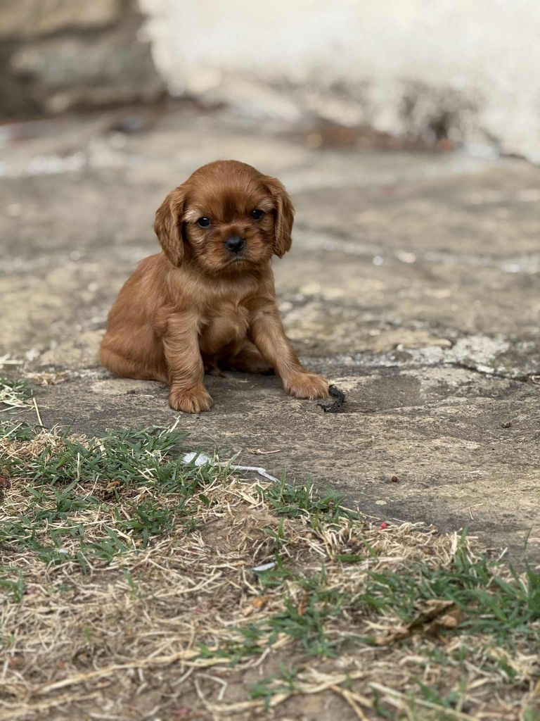 du Mont des Lauzes - Chiots disponibles - Cavalier King Charles Spaniel