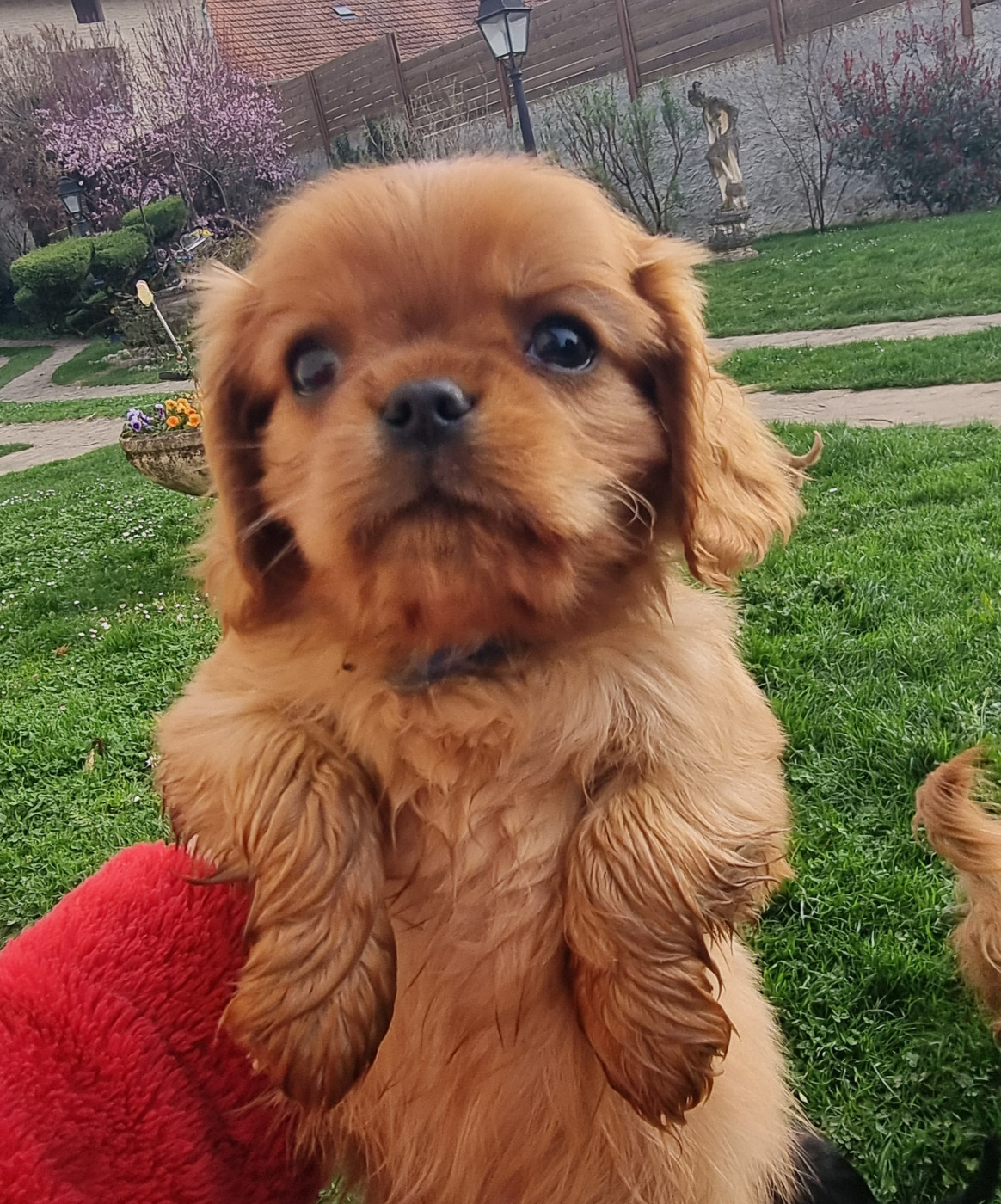 du Mont des Lauzes - Chiots disponibles - Cavalier King Charles Spaniel