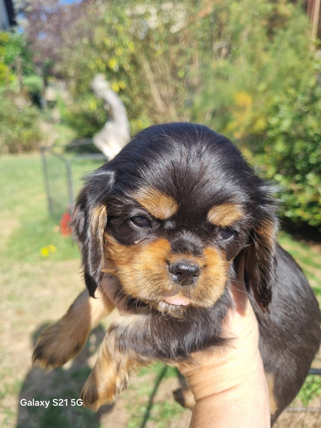 du Mont des Lauzes - Chiots disponibles - Cavalier King Charles Spaniel