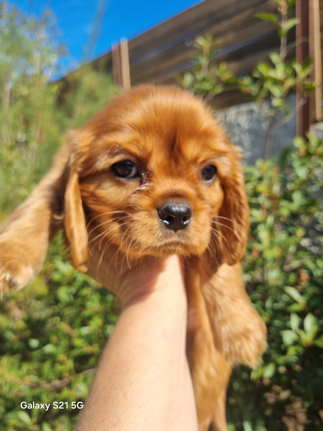 du Mont des Lauzes - Chiots disponibles - Cavalier King Charles Spaniel