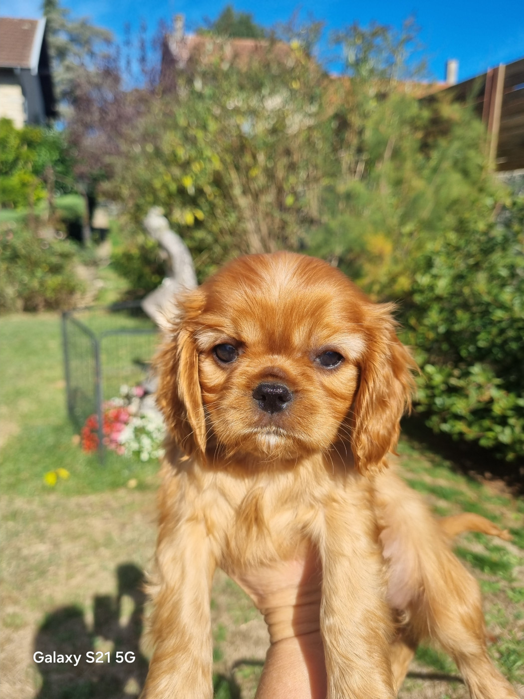 du Mont des Lauzes - Chiots disponibles - Cavalier King Charles Spaniel