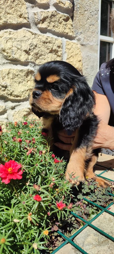du Mont des Lauzes - Cavalier King Charles Spaniel - Portée née le 20/06/2023