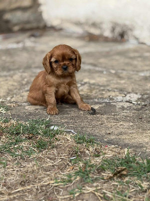 CHIOT 1