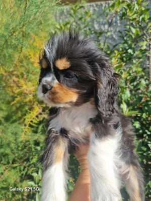 Chiot N°2