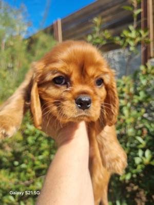 Chiot N°3