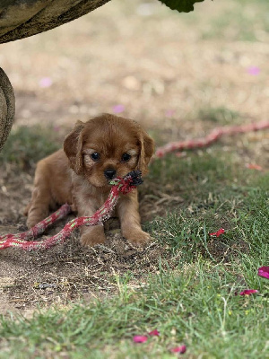 CHIOT 5