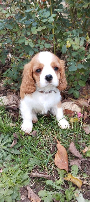CHIOT 1