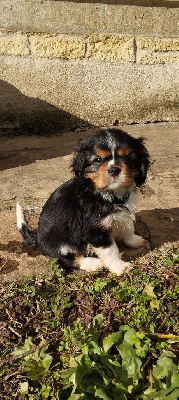 CHIOT 4