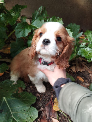 CHIOT 2