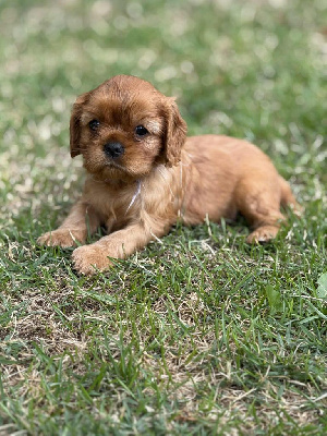 CHIOT 4