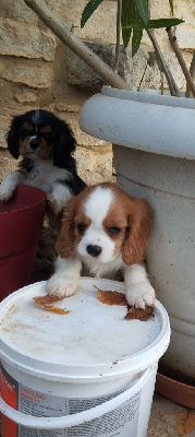 CHIOT 3