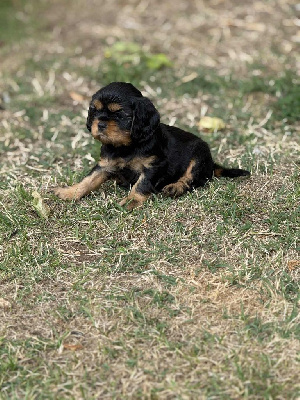 CHIOT 2