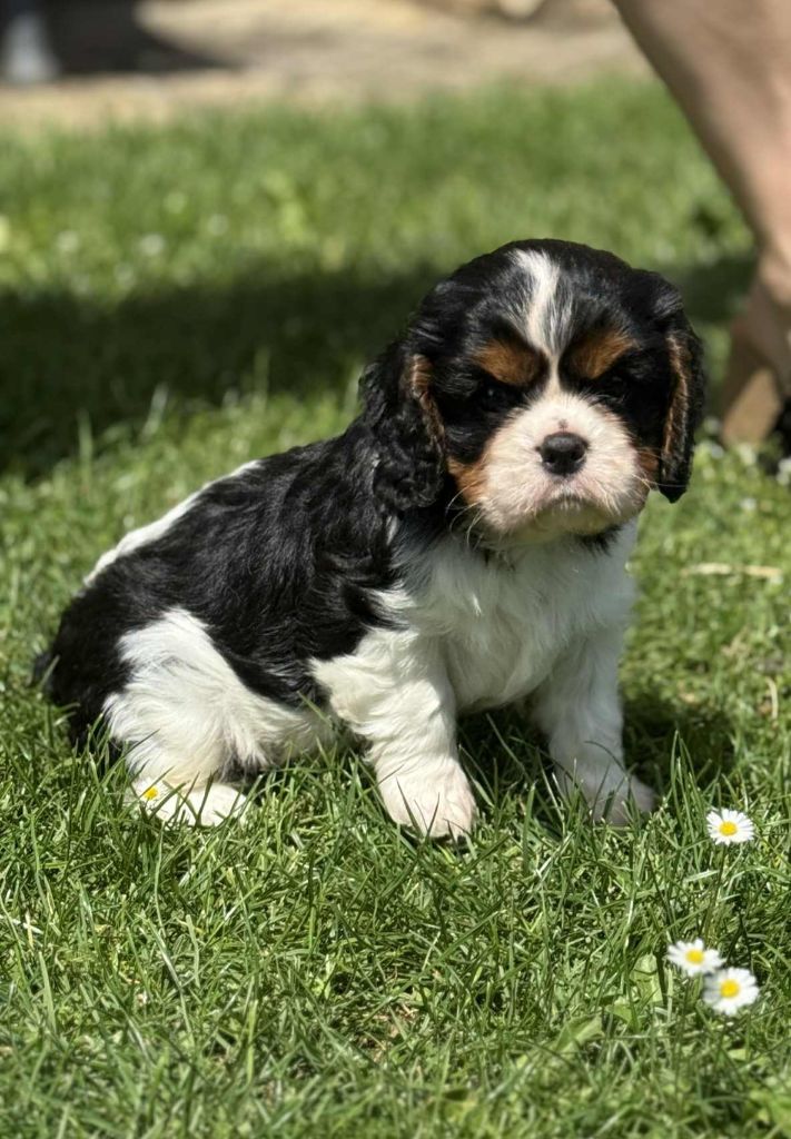 du Mont des Lauzes - Chiots disponibles - Cavalier King Charles Spaniel